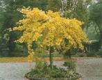 Ginkgo biloba : boutures/ feuilles, Tuin en Terras, Planten | Bomen, Ophalen, In pot