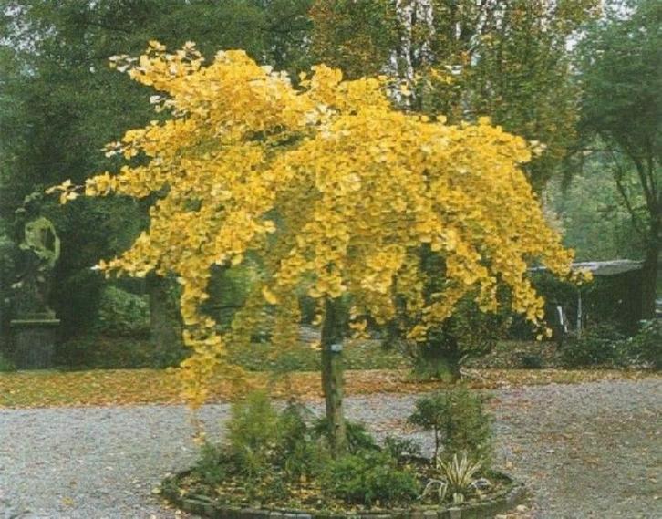 Ginkgo biloba : boutures/ feuilles, Tuin en Terras, Planten | Bomen, In pot, Ophalen