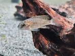 Aulonocara red Blotched malawi hobbykweek, Vis, Zoetwatervis