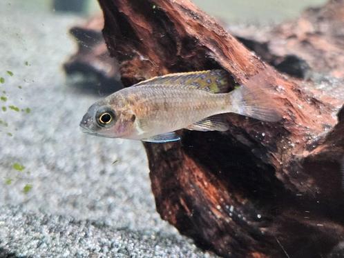 Aulonocara red Blotched malawi hobbykweek, Dieren en Toebehoren, Vissen | Aquariumvissen, Zoetwatervis, Vis