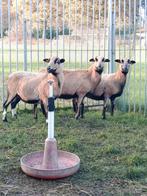 Mooie Kameroen schapen, Dieren en Toebehoren