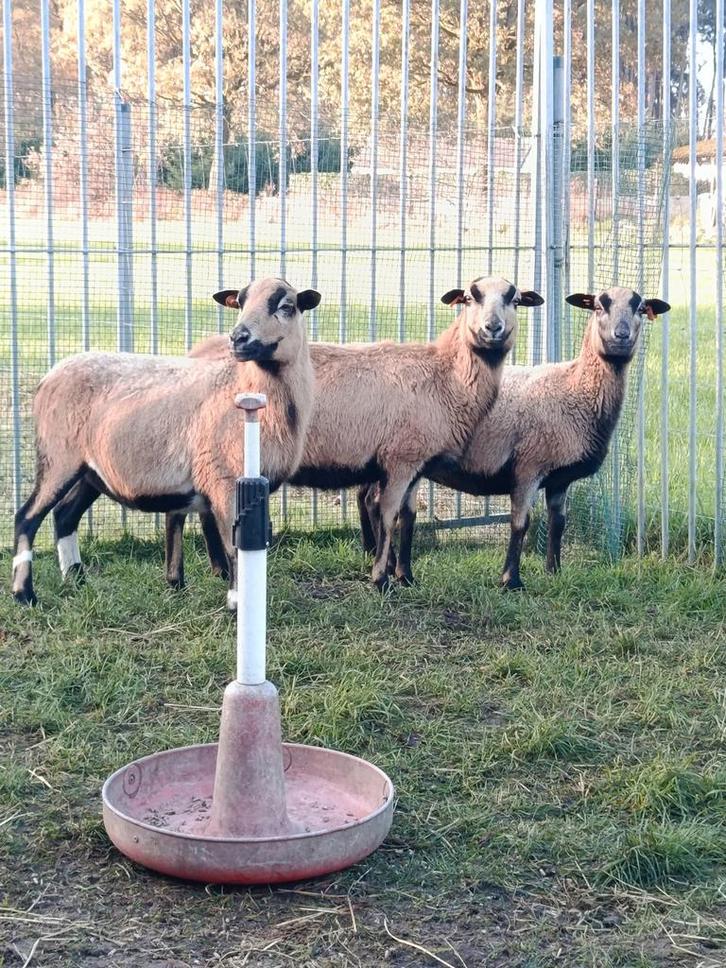 Mooie Kameroen schapen, Dieren en Toebehoren, Schapen, Geiten en Varkens
