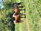 4 jarige haflinger merrie, Dieren en Toebehoren, Merrie, Onbeleerd, Ontwormd