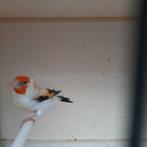 Majoor putter 20 25, Mâle, Bagué