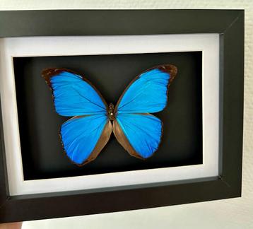 Papillon Morpho Menelaus de Guyane naturalisé sous cadre disponible aux enchères