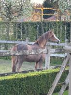 Pony Welsh B maat - jumping en dressuur, Dieren en Toebehoren, Merrie, B, Gechipt, Springpony