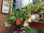 zaagcactus stekjes 5€, Huis en Inrichting, Kamerplanten, Ophalen, Halfschaduw