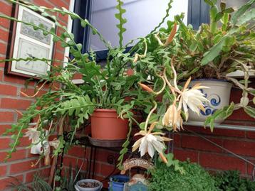 zaagcactus stekjes 5€ beschikbaar voor biedingen