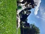Woning dringend met oude slapende hond, Immo, Provincie Antwerpen