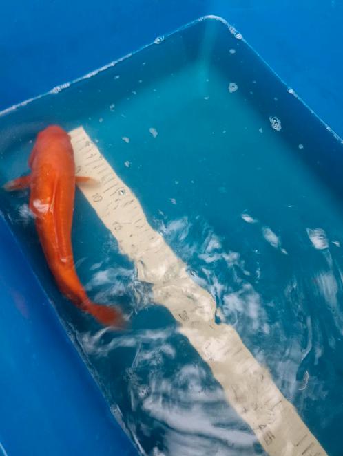 Nog 1 koi en 1 steur beschikbaar, Dieren en Toebehoren, Vissen | Vijvervissen, Steur