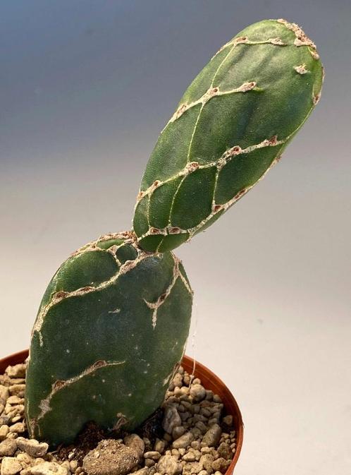 Opuntia Reticulata "Cobra", Maison & Meubles, Plantes d'intérieur, Cactus, Moins de 100 cm, Plein soleil, Envoi