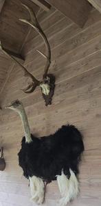taxidermie: pauw, wallaby, struisvogels, nandoe,......, Ophalen of Verzenden, Nieuw, Boerderijdier, Opgezet dier