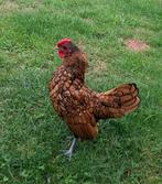 Sebright haantje, Dieren en Toebehoren, Mannelijk, Kip