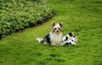 Prachtige Biewer Yorkshire pup, CDV (hondenziekte), Meerdere, 8 tot 15 weken, Meerdere dieren