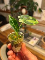 Alocasia Micholitziana Variegata (Frydek), Enlèvement ou Envoi