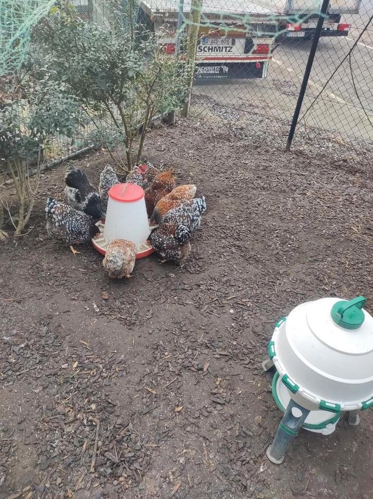 Wyandotte kriel hennen Roodporselein en Roodporselein Blauwg, Dieren en Toebehoren, Pluimvee