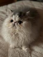 kitten Perzische langhaar, Dieren en Toebehoren, Poes, Gechipt, 0 tot 2 jaar