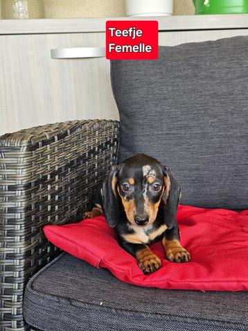 mooie korthaar teckel pups beschikbaar voor biedingen