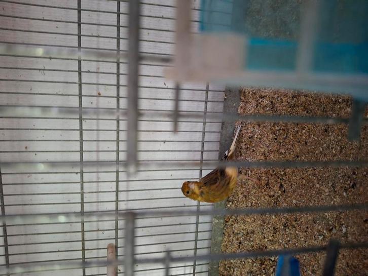 Mooi bont kanariepopje, Dieren en Toebehoren, Vogels | Kanaries, Kleurkanarie, Vrouwelijk
