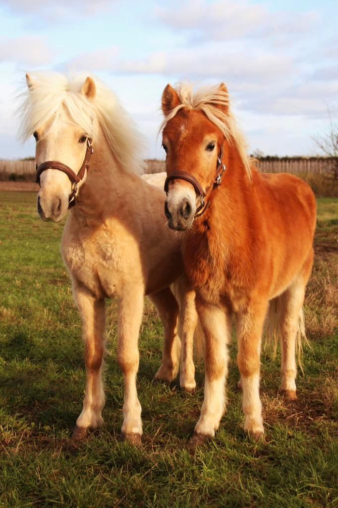 2 unieke grote maat shetlanders, Animaux & Accessoires, Poneys, Hongre, Non dressé, Poney A (jusqu'à 1.17 m), Poney de récréation