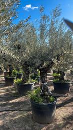 ‼️Olijfbomen olea europaea half april in België ‼️, Jardin & Terrasse, Plantes | Arbres, Enlèvement