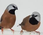 Te koop : Gordelgrasvink Wit en Wildkleur 2025, Dieren en Toebehoren, Vogels | Overige Vogels