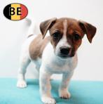 Irrésistibles chiots Jack Russell à vendre, Animaux & Accessoires, Commerçant, 8 à 15 semaines, Plusieurs, Parvovirose