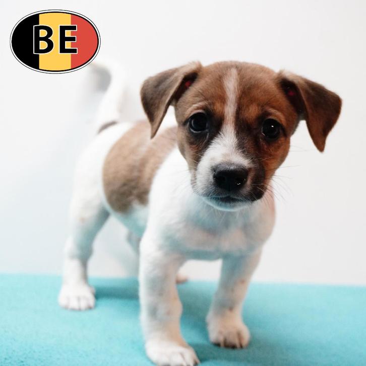 Irrésistibles chiots Jack Russell à vendre, Animaux & Accessoires, Chiens | Jack Russell & Terriers, Plusieurs animaux, Jack Russel Terrier