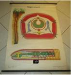 Mooi Oude Schoolplaat - De Regenworm - 87x117, Antiek en Kunst, Natuur en Biologie, Ophalen of Verzenden