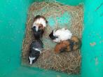 cavia, Animaux & Accessoires, Rongeurs, Décembre, Cobaye