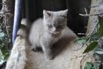 brits korthaar kittens, Animaux & Accessoires, Vermifugé, Plusieurs animaux, 0 à 2 ans
