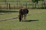 Mini shetland hengstje geboren in april, Dieren en Toebehoren, Hengst, A pony (tot 1.17m), Recreatiepony, Gechipt
