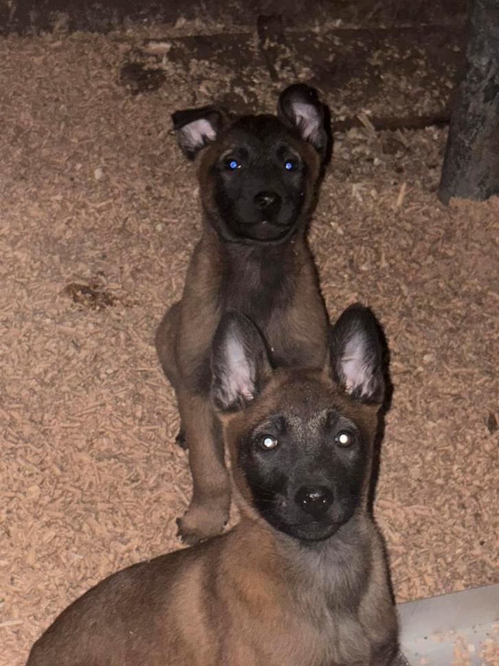 Mechelse herder puppy’s, Animaux & Accessoires, Chiens | Bergers & Bouviers, Plusieurs animaux, Berger, Éleveur | Loisir, Plusieurs