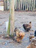 Cochin kriel, Dieren en Toebehoren