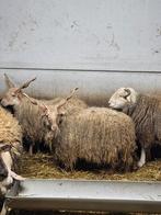 Racka schapen mannelijk rammen, Dieren en Toebehoren, Mannelijk, Schaap, 0 tot 2 jaar