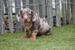 Prachtige kortharige dwergteckel pups (geteste ouders), Dieren en Toebehoren, Honden | Teckels en Dashonden, België, CDV (hondenziekte)