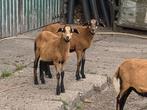 Barbados black belly schapen, Dieren en Toebehoren, Meerdere dieren, Schaap, 0 tot 2 jaar