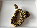 0.1 ball python - fire, Dieren en Toebehoren, Slang, Tam, 0 tot 2 jaar