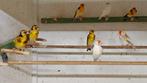 XL lot geel 2025, Dieren en Toebehoren, Meerdere dieren, Wildzangvogel, Geringd