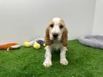 Nestje Engelse Cocker Spaniel pups, België, CDV (hondenziekte), 8 tot 15 weken, Meerdere