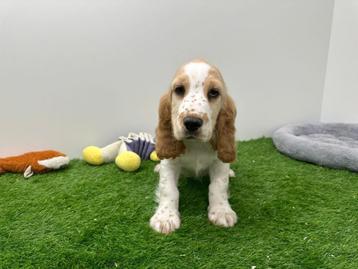 Portée de chiots Cocker Spaniel anglais, Plusieurs, Parvovirose, Belgique, Plusieurs animaux