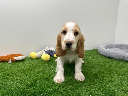 Nestje Engelse Cocker Spaniel pups, Dieren en Toebehoren, Honden | Retrievers, Spaniëls en Waterhonden, Meerdere dieren, Spaniël