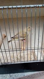 Pop Agaat Groenvink +wildkleur pop met hangvleugel samen10€, Dieren en Toebehoren, Vogels | Kanaries