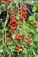Cascade - Graines de tomates, Jardin & Terrasse, Envoi