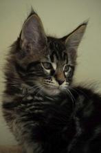Prachtige grote maine coon kittens, Dieren en Toebehoren, Meerdere dieren, Gechipt, 0 tot 2 jaar