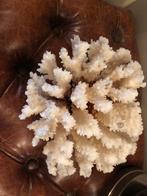 Zeer mooie grote koraal 125 euro, Schelp(en), Ophalen of Verzenden