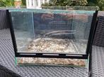 Terrarium 40x40x30, Ophalen of Verzenden, Zo goed als nieuw, Terrarium of Paludarium