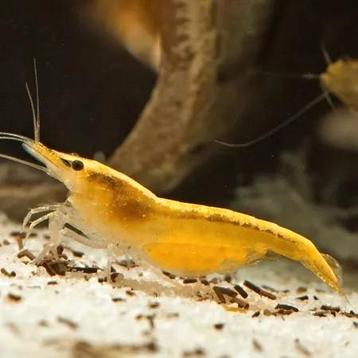 Yellow fire neocaridina volwassen dieren. beschikbaar voor biedingen