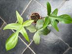 Philodendron Florida Beauty mint, Ophalen