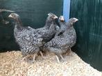 Jonge tamme Noord Hollandse Blauwe kippen gesekst & ingeënt, Dieren en Toebehoren, Pluimvee, Vrouwelijk, Kip